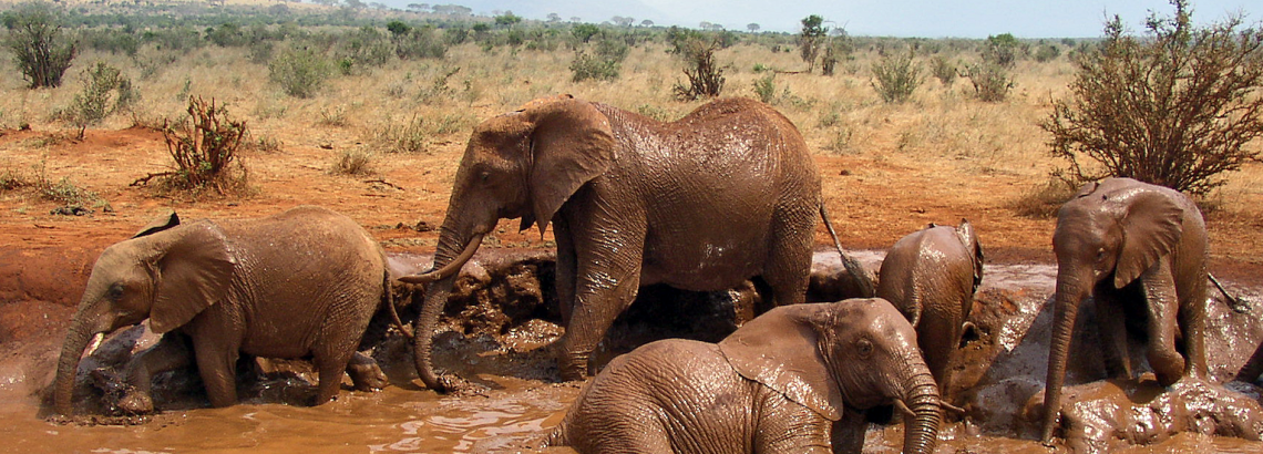 Family of African Bush Elephants taking a mud bath in Tsavo East National Park, Kenya