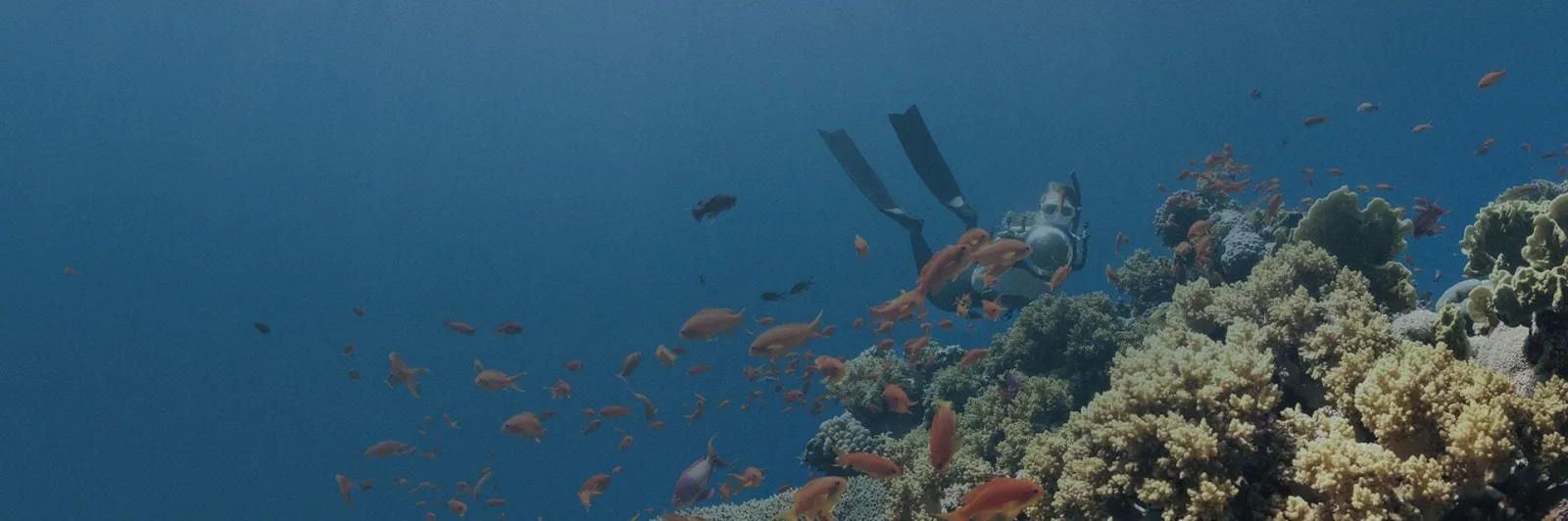 coral reef