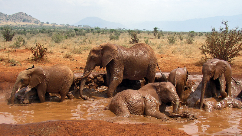 Family of African Bush Elephants taking a mud bath in Tsavo East National Park, Kenya